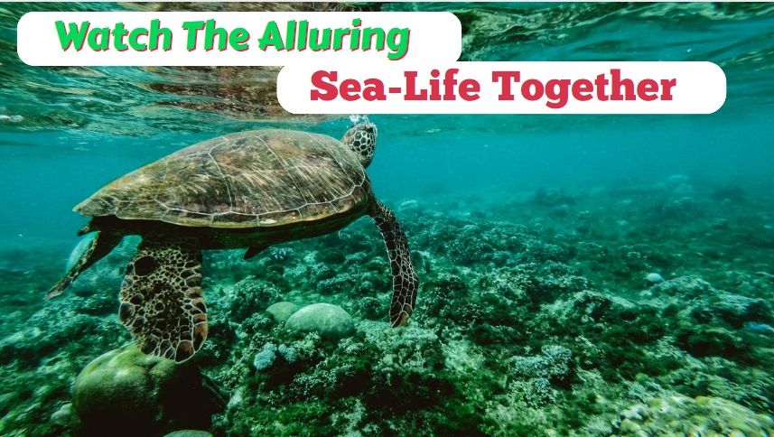 Watch The Alluring Sea-Life Together