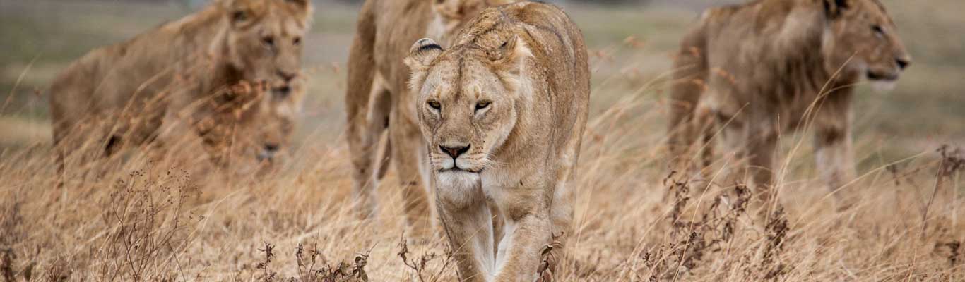Tanzania Safari