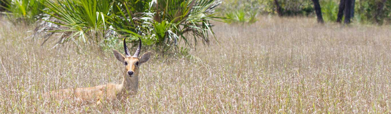 Saadani National Park