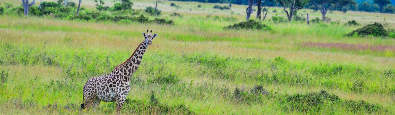 Mikumi National Park