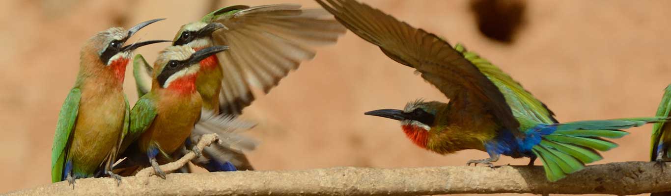 Selous National Park