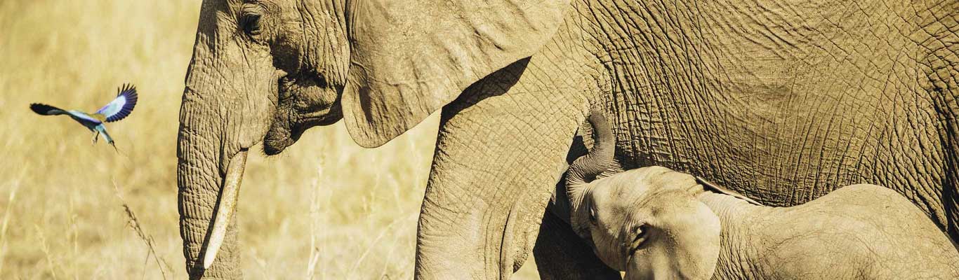 Tanzania Wildlife Safari