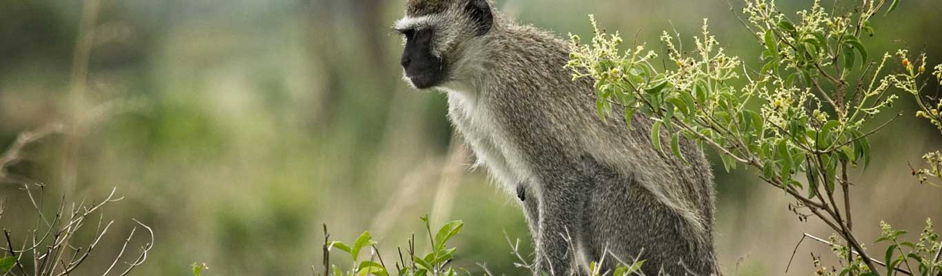 Mikumi National Park