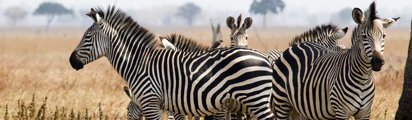 Tanzania Safari