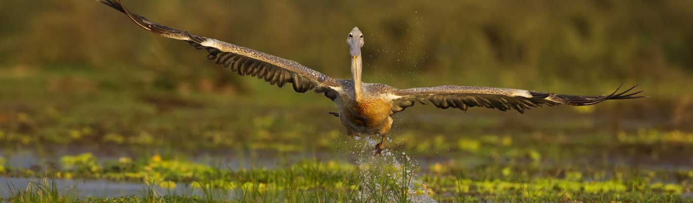 Selous National Park