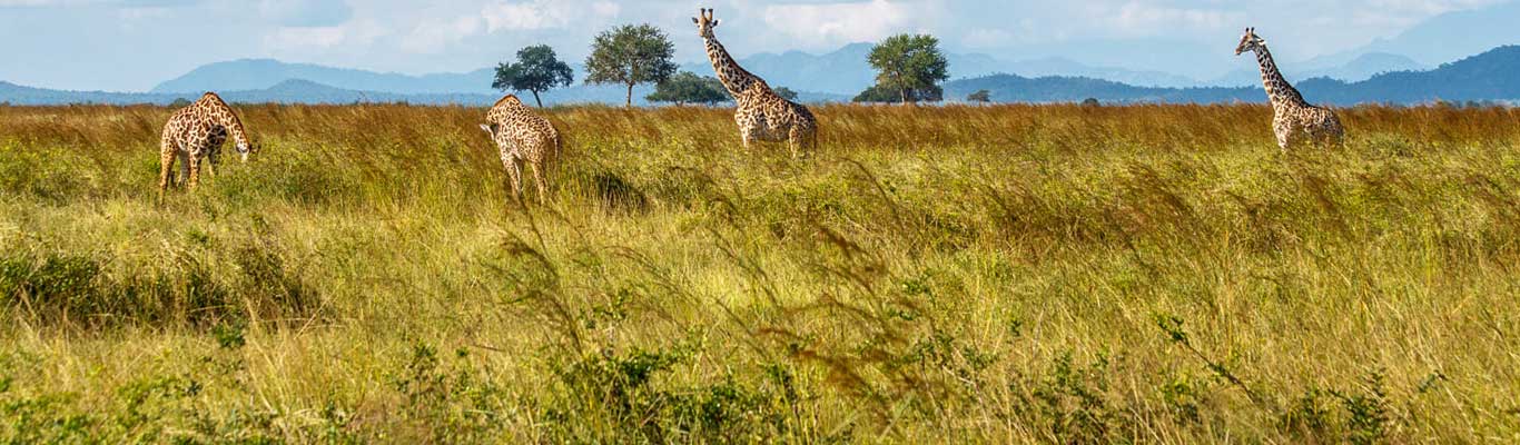 Selous Mikumi National Park
