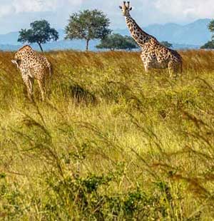 Tanzania Safari