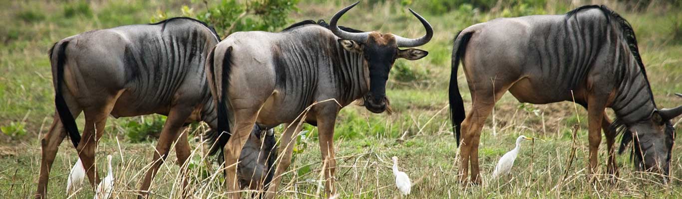 Tanzania Safari