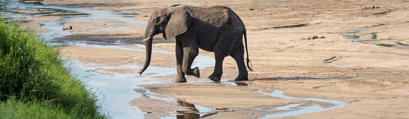 Tanzania Safari