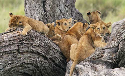 Serengeti Kati kati tented camp