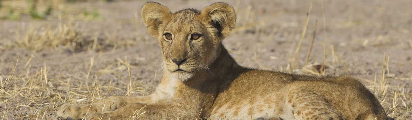 Dar Es Salaam Fly To Ruaha National Park