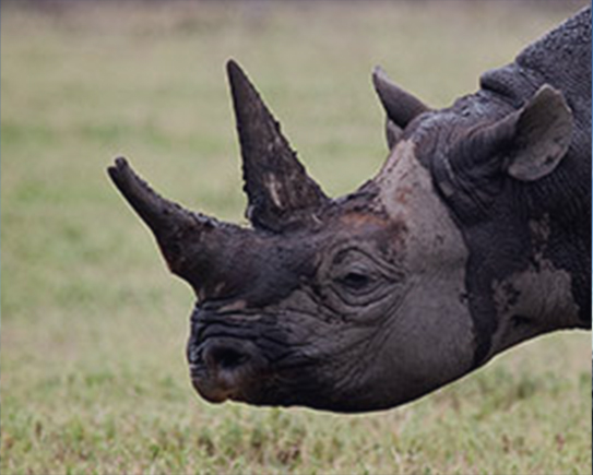 Northern Tanzania Safari