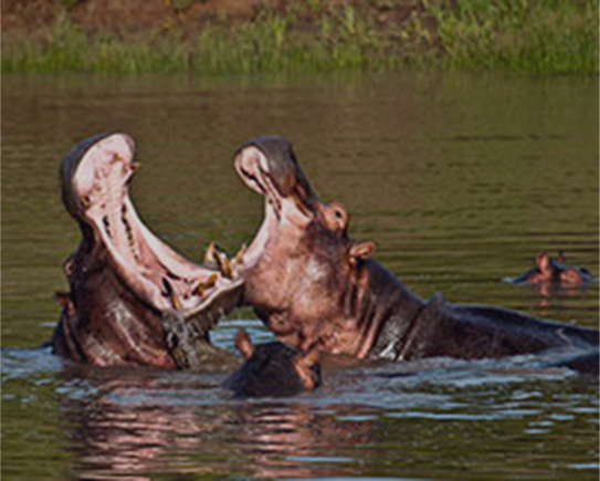 Southern Tanzania Safari