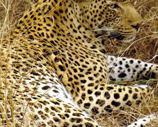 Western Tanzania Safari