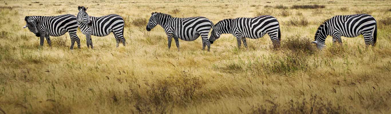 Ngorongoro Crater