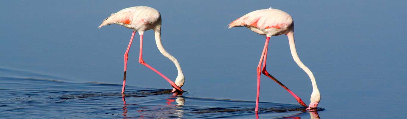 Lake Manyara National Park