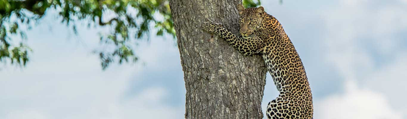 Mikumi National Park