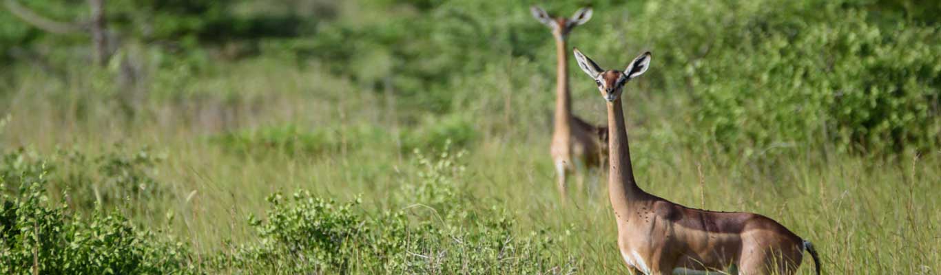 Mkomazi National Park