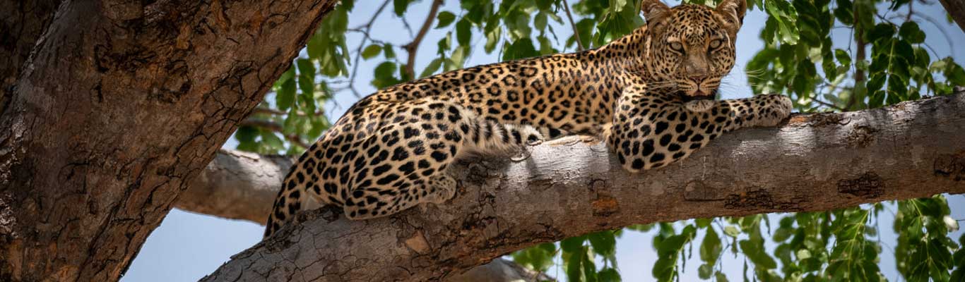 Ruaha National Park