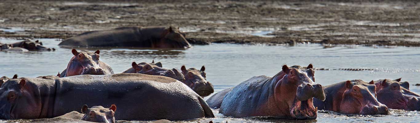 Selous Game Reserve