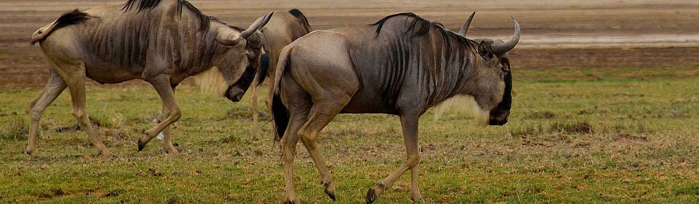 Serengeti Wildebeest Migration