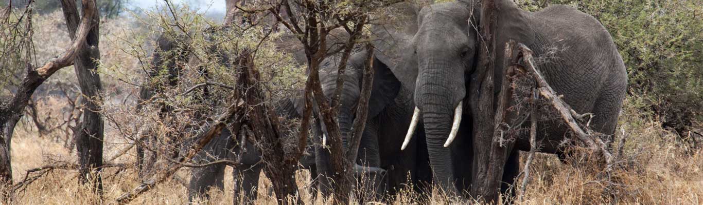 Tarangire National Park