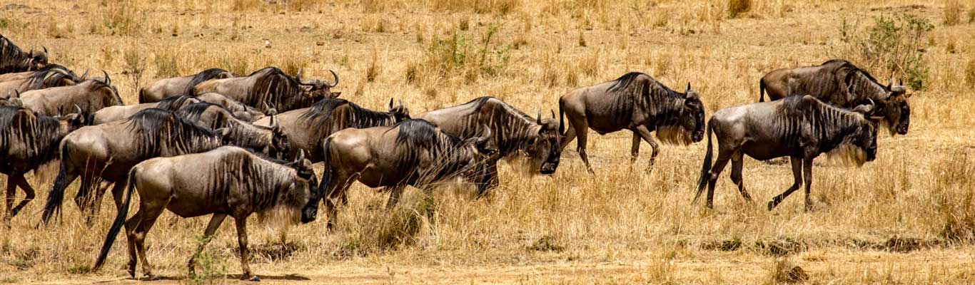 Tanzania Wildlife Safari